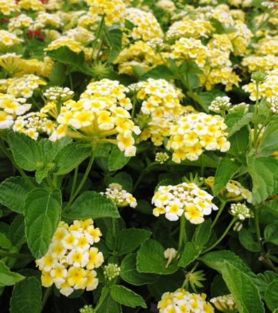 Lantana Chapel Hill Yellow